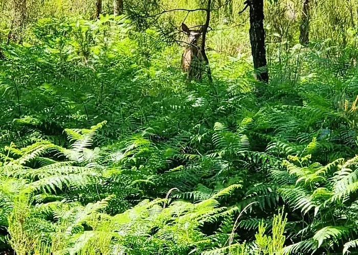 Mobile Avec Terrasse Et Piscine. * Hourtin